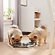 Show in main carousel: Frisco Curved Triple Feeder Stainless Steel Dog & Cat Bowl, Small: 1 cup slide 3 of 10