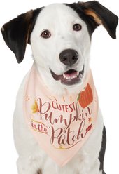 Frisco Cutest Pumpkin in the Patch Dog & Cat Bandana, Medium/Large