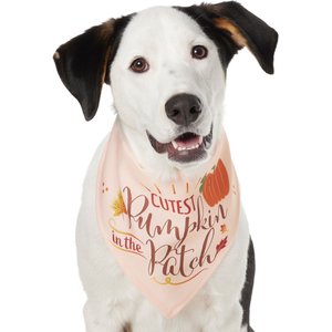 Frisco Cutest Pumpkin in the Patch Dog & Cat Bandana, Medium/Large