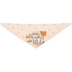 Frisco Cutest Pumpkin in the Patch Dog & Cat Bandana, Medium/Large