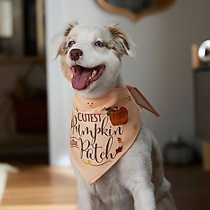 Frisco Cutest Pumpkin in the Patch Dog & Cat Bandana, Medium/Large