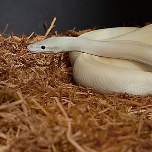 Frisco Cypress Reptile Bedding, 24-qt
