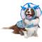 Show in main carousel: Frisco Dinosaur Dog & Cat Costume, Medium slide 1 of 9