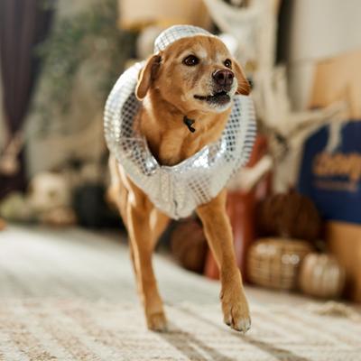 Show full view: Frisco Disco Ball Dog & Cat Costume, Large slide 6 of 8