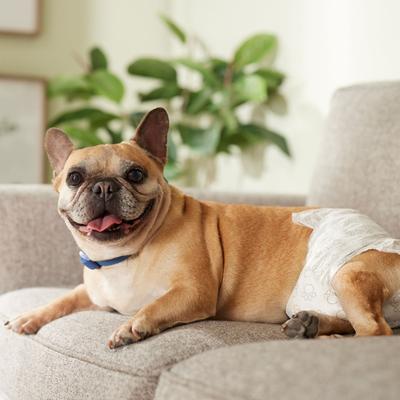 Show full view: Frisco Disposable Female Dog Diapers, Medium, 30 count slide 8 of 11