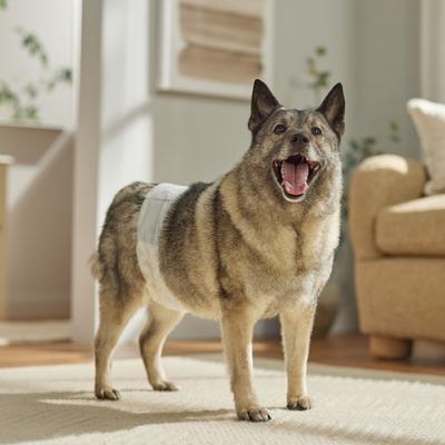 Show full view: Frisco Disposable Male Dog Wraps, Large, 30 count slide 6 of 9