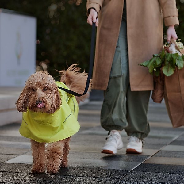 Show full view: Frisco Dog Cape Raincoat, Yellow, Small slide 8 of 11