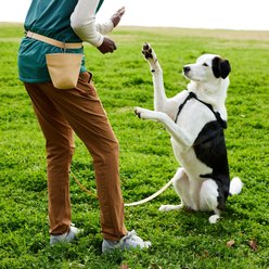 Frisco Dog Training Treat Pouch Bag, Beige slide 2 of 7