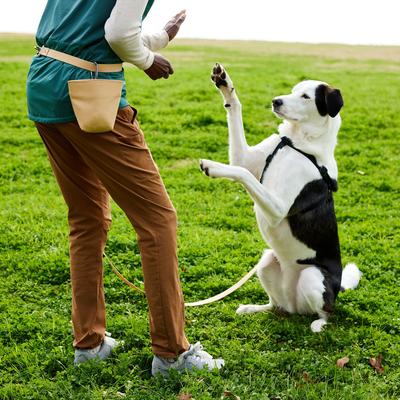 Show full view: Frisco Dog Training Treat Pouch Bag, Beige slide 6 of 10