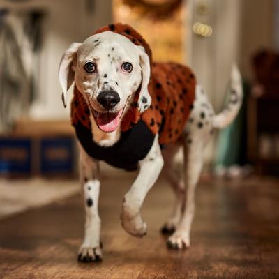 Show full view: Frisco Dotted Dog & Cat Hoodie, Large slide 7 of 9