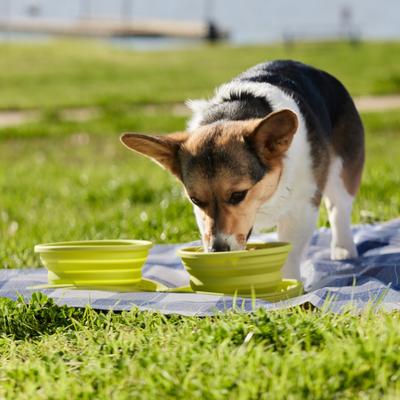 Show full view: Frisco Double Travel Collapsible Silicone Dog & Cat Bowl, Lime, Medium: 3 cup slide 5 of 9