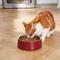 Show in main carousel: Frisco Double Wall Insulated Dog & Cat Bowl, Maroon, 4 cup, 1 count slide 8 of 11