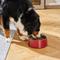 Show in main carousel: Frisco Double Wall Insulated Dog & Cat Bowl, Maroon, 6 cup, 1 count slide 7 of 9