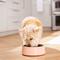 Show in main carousel: Frisco Double Wall Insulated Dog & Cat Bowl, Peach, 4 cup, 1 count slide 8 of 10