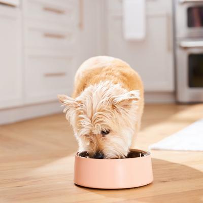 Show full view: Frisco Double Wall Insulated Dog & Cat Bowl, Peach, 4 cup, 1 count slide 8 of 10