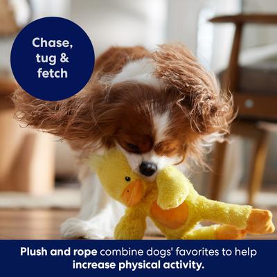 Show full view: Frisco Duck Plush with Inside Rope Squeaky Dog Toy, Medium slide 5 of 7