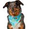 Show in main carousel: Frisco Easter Egg Floral Dog & Cat Bandana, Medium/Large slide 1 of 7