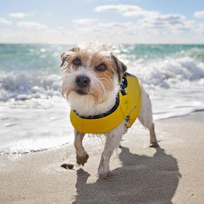 Show full view: Frisco Easy On Dog Life Jacket, Large slide 7 of 9