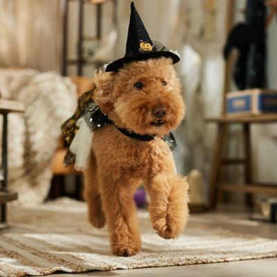 Show full view: Frisco Enchanted Witch Dog & Cat Hat and Cape Costume, Medium/Large slide 6 of 8