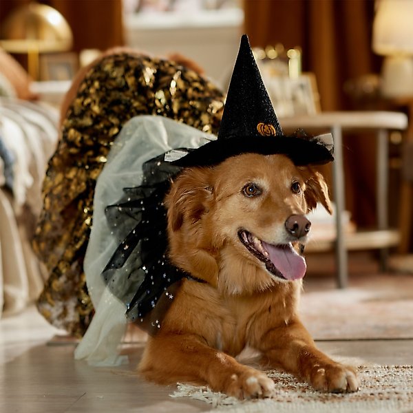 Show full view: Frisco Enchanted Witch Dog & Cat Hat and Cape Costume, X-Large/XX-Large slide 6 of 8