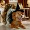 Show in main carousel: Frisco Enchanted Witch Dog & Cat Hat and Cape Costume, X-Large/XX-Large slide 7 of 9