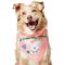 Show in main carousel: Frisco Every Bunny Loves Me Dog & Cat Bandana, X-Large/XX-Large slide 1 of 7