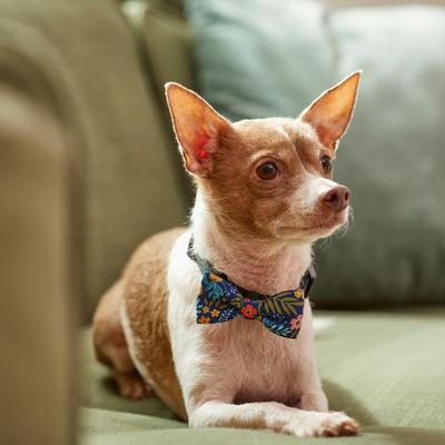 Show full view: Frisco Fashion Bow, X-Small/Small, Tropical Floral slide 5 of 7