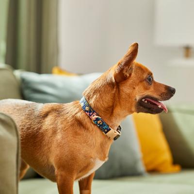 Show full view: Frisco Fashion Dog Collar, XS - Neck: 8-12-in, Width: 5/8-in, Tropical Floral slide 4 of 6