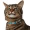 Show in main carousel: Frisco Fashion Floral Polyester Breakaway Cat Collar with Bell, Barcode Stripe Baltic Teal, 8 to 12-in neck, 3/8-in wide slide 4 of 8