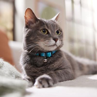 Show full view: Frisco Fashion Floral Polyester Breakaway Cat Collar with Bell, Watercolor Midnight Blue, 8 to 12-in neck, 3/8-in wide slide 7 of 10