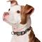 Show in main carousel: Frisco Fashion Floral Print Polyester Dog Collar with Gunmetal Buckle, Retro Floral, Medium slide 3 of 9