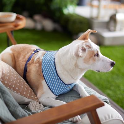 Show full view: Frisco Fashion Over-The-Head Harness, Striped, Medium slide 6 of 8