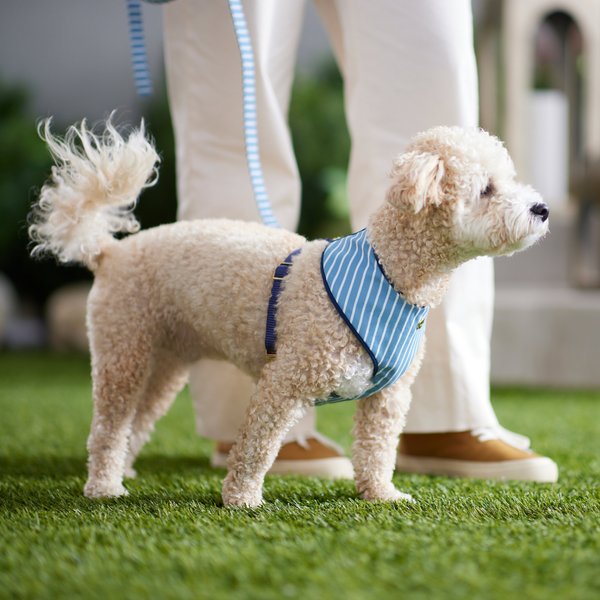 Frisco Fashion Over-The-Head Harness, Striped