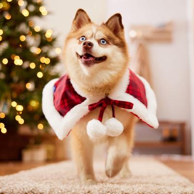 Show full view: Frisco Faux Fur Trimmed Dog & Cat Cape, Medium/Large slide 6 of 10