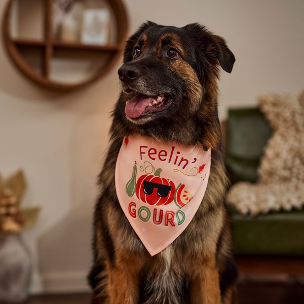 Frisco Feelin' Gourd Dog & Cat Bandana