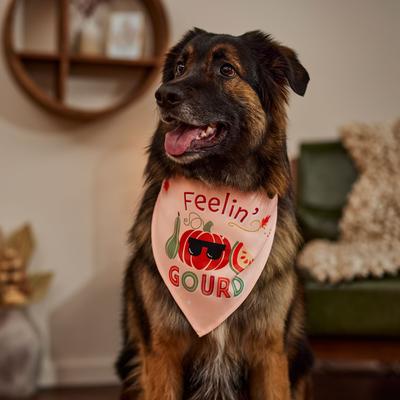 Show full view: Frisco Feelin' Gourd Dog & Cat Bandana, Medium/Large slide 6 of 9
