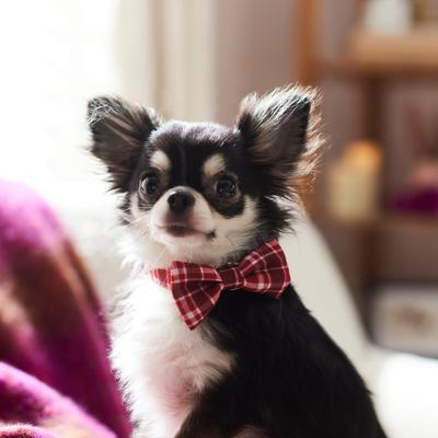 Show full view: Frisco Festive Plaid Dog Collar with Removable Plaid Bow, Red Plaid, XS - Neck: 8-12-in, Width: 5/8-in slide 6 of 7