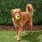 Show in main carousel: Frisco Fetch Squeaky Tennis Ball Dog Toy, Large, 1 count slide 5 of 7