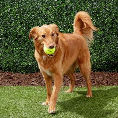 Show full view: Frisco Fetch Squeaky Tennis Ball Dog Toy, Large, 1 count slide 5 of 7