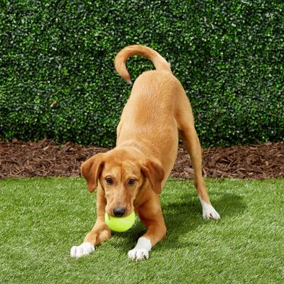 Show full view: Frisco Fetch Squeaky Tennis Ball Dog Toy, Medium, 1 count slide 5 of 7