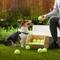 Show in main carousel: Frisco Fetch Squeaky Tennis Ball Dog Toy, Medium, 20 count slide 4 of 5