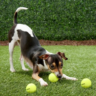 Show full view: Frisco Fetch Squeaky Tennis Ball Dog Toy, X-Small/Small, 3 count slide 5 of 7