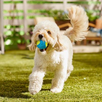 Show full view: Frisco Fetch Squeaky Tennis Ball with Rubber Sleeve Dog Toy, Medium slide 6 of 8