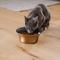 Show in main carousel: Frisco Flare Dog & Cat Bowl, Gold, Medium: 4 cup, 1 count slide 9 of 12