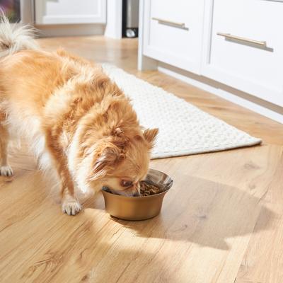 Show full view: Frisco Flare Dog & Cat Bowl, Gold, Medium: 4 cup, 1 count slide 10 of 12