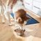Show in main carousel: Frisco Flare Dog & Cat Bowl, Stainless Steel, Large: 7 cup, 1 count slide 6 of 10