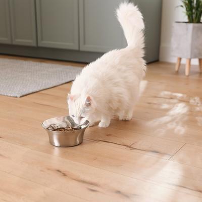 Show full view: Frisco Flare Dog & Cat Bowl, Stainless Steel, Medium: 4 cup, 1 count slide 8 of 11