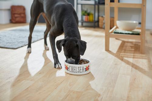 Show full view: Frisco Flower Ceramic Personalized Dog Bowl, 5 cup slide 3 of 7