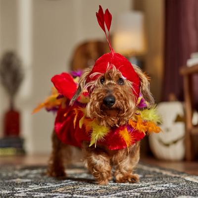Show full view: Frisco Flying Phoenix Dog & Cat Costume, Small slide 8 of 10