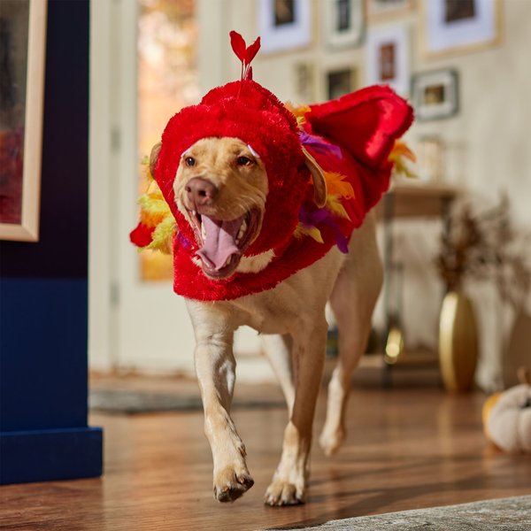 Frisco Flying Phoenix Dog & Cat Costume
